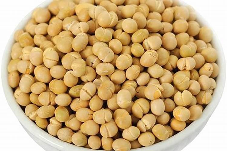 炒熟的黄豆可以做肥料吗