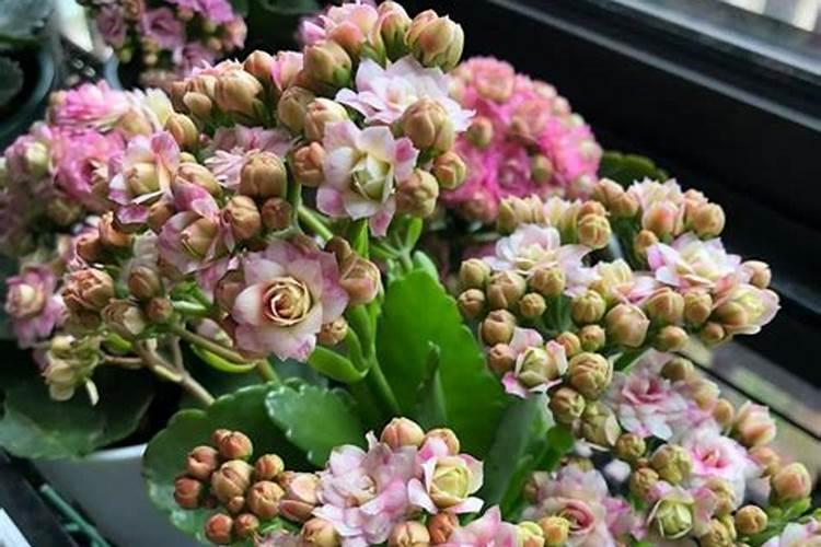 长寿花怎么养才能更旺盛