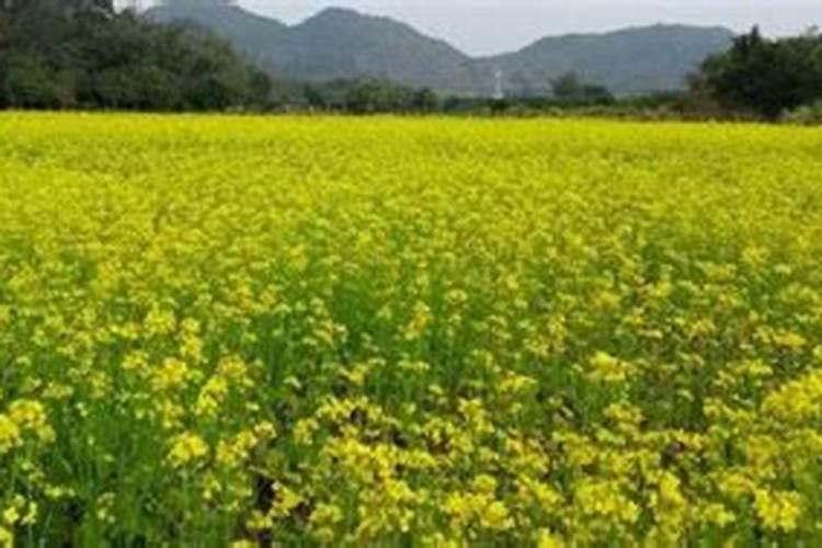 油菜施肥用什么肥料