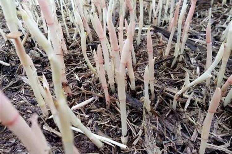 桃树一年打药顺序及用什么药