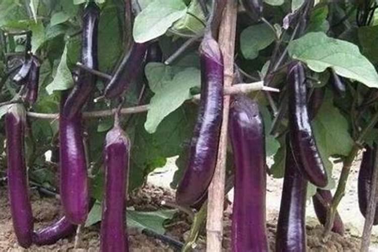 阳台种的茄子怎么施肥