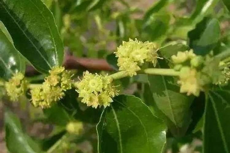 冬枣盛花期可以使用芸苔素+流体硼吗