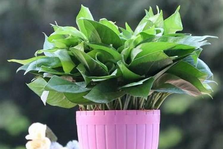 刚刚移栽的樱桃树可以使用叶面肥吗？怎样使用？