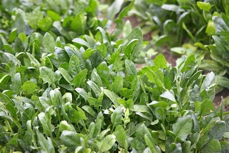 冬天小香菜小波菜施平衡肥还是羊粪哪个好