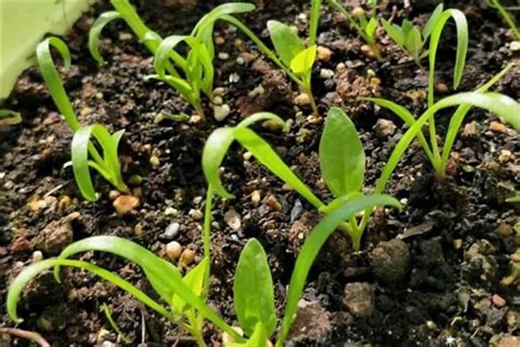 菠菜,生菜,香菜,油菜用什么肥好？