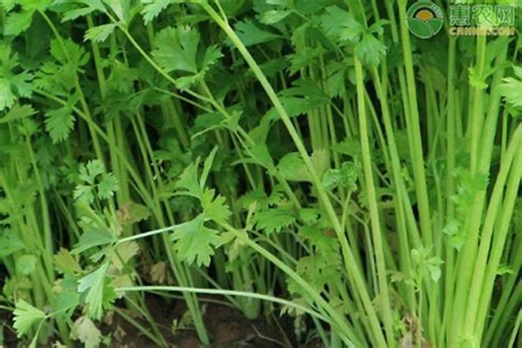 冷棚适合种植什么 冷棚和暖棚的区别