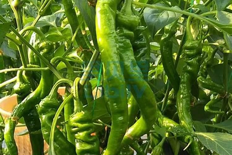 怎么给芸豆浇水 芸豆浇水的正确方法及注意事项