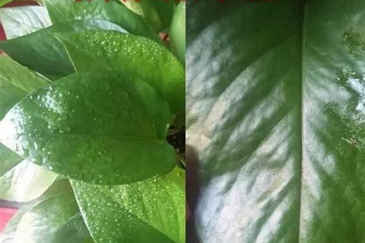 种植葵花用什么肥料好？