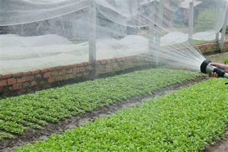 芸豆什么时候浇水好,上午,还是