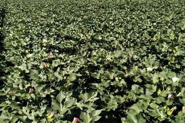 棉花后期需要什么肥料