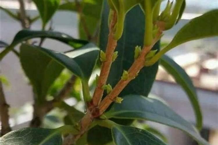 桂花花肥制作与使用方法