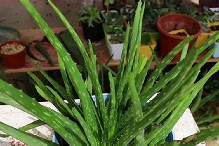 该怎么给芦荟施肥该施什么肥