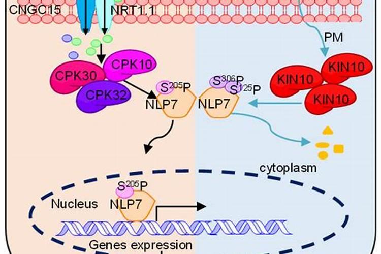 如何鉴别晶体钙肥的真假？