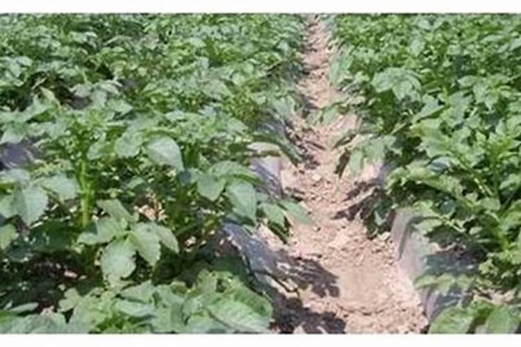 土豆如何做好水肥管理？