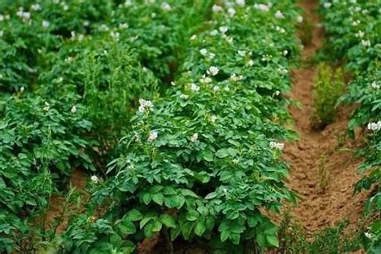 土豆浇什么肥料合适