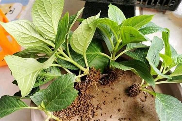 扦插小苗没生根施什么肥