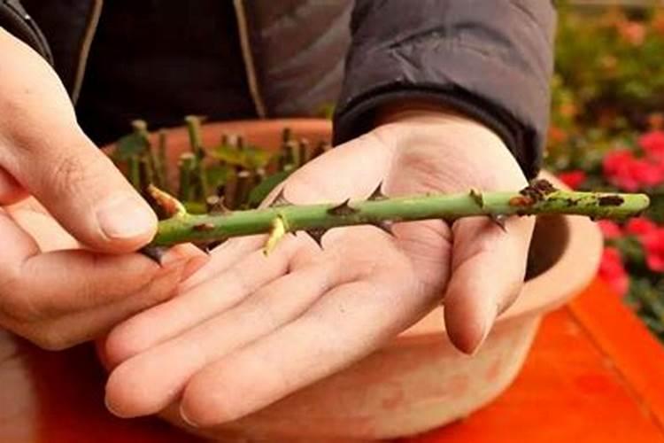 如何促进扦插枝条生根？？