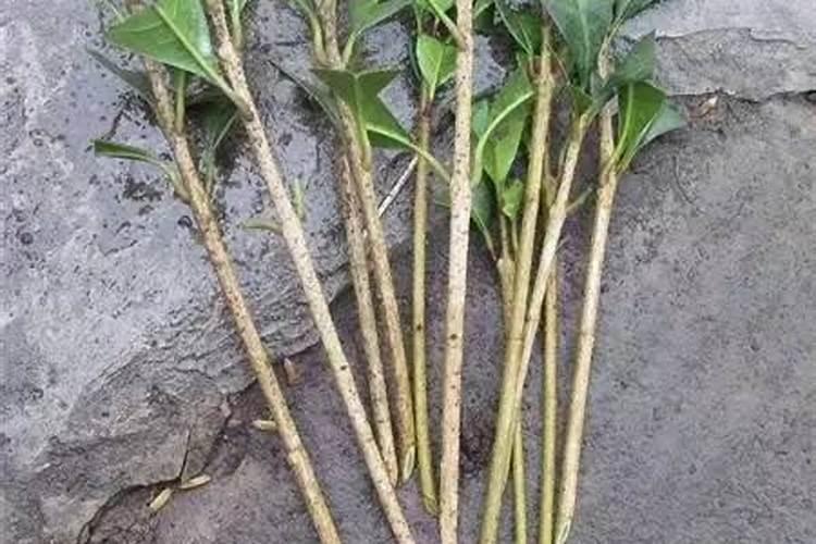 扦插生根剂哪个牌子好