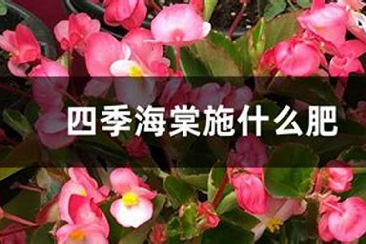北美海棠施什么肥最好