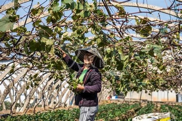 种葡萄用什么肥料