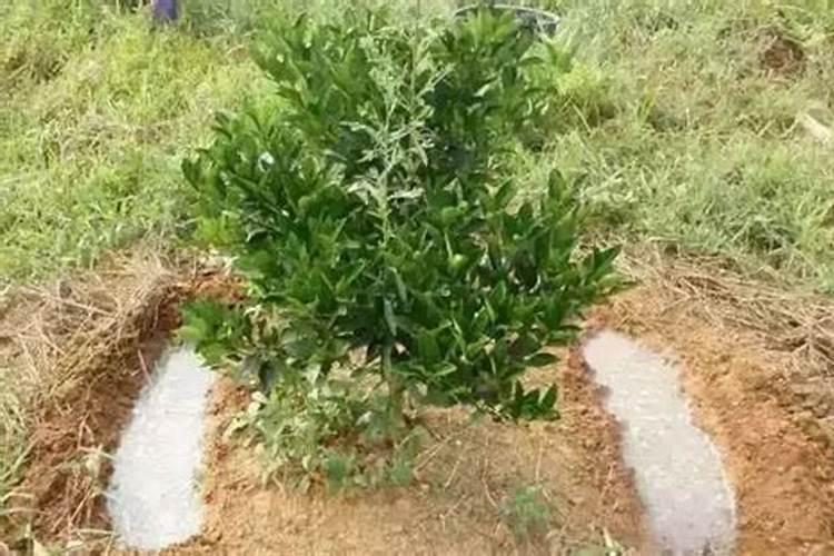 沙糖桔第三年挂果树施冬肥磷肥一棵放多少合适