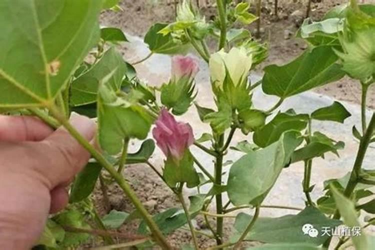 水溶肥选哪种剂型好