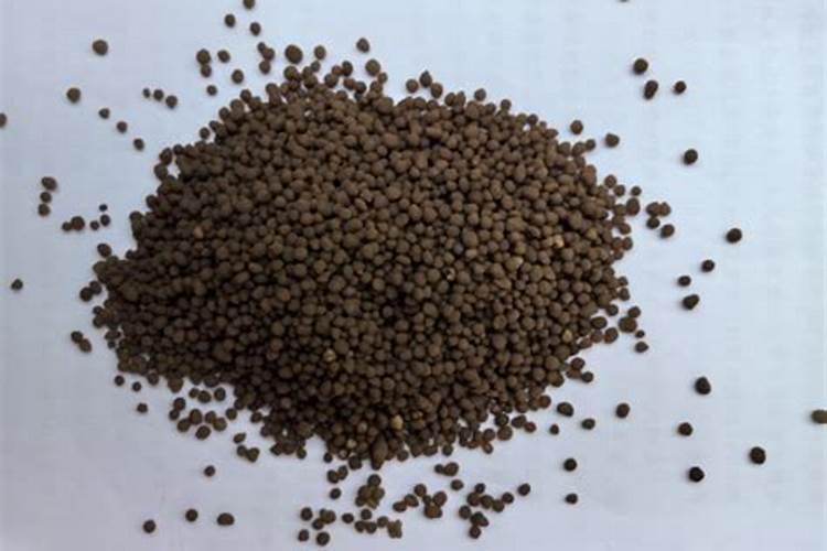 月季生长缓慢是什么原因造成的 怎么解决