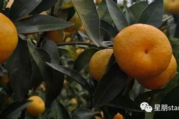 磷肥对柑橘的作用