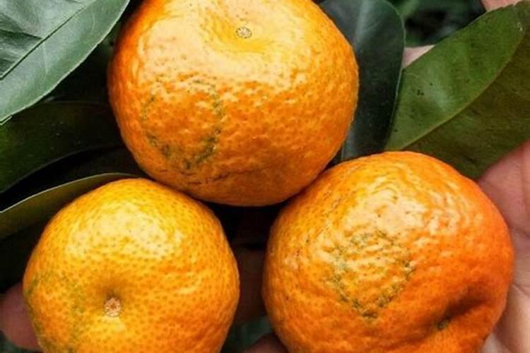 想要柑橘转色快一点,用什么肥料最好？