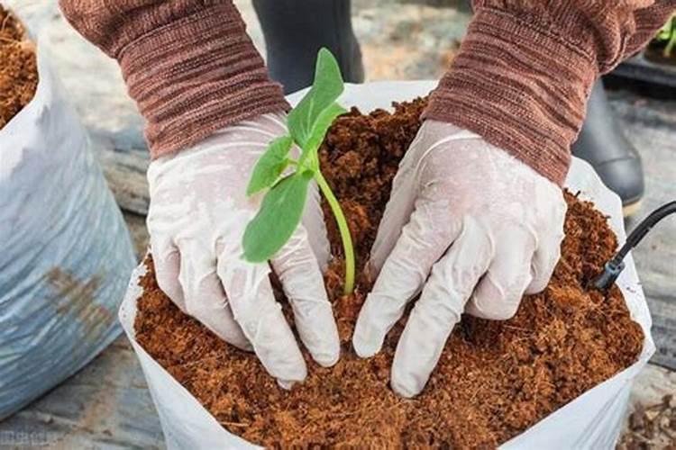 椰糠土是什么东西椰糠土到底是什么东西