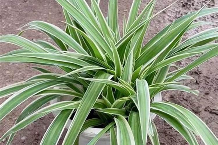 金边吊兰施什么肥料