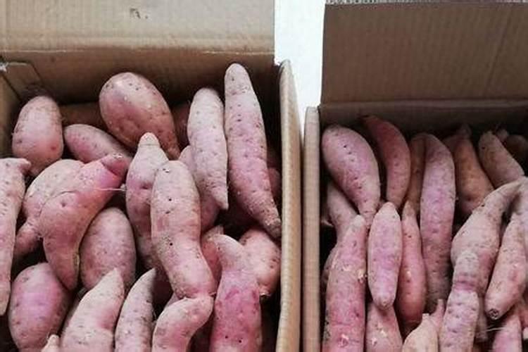 种番薯用什么肥料最好