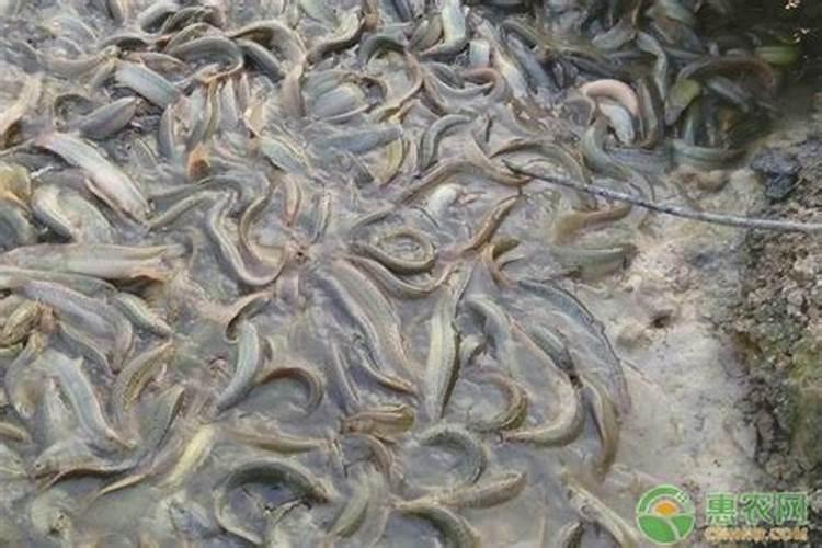 泥鳅养殖注意事项