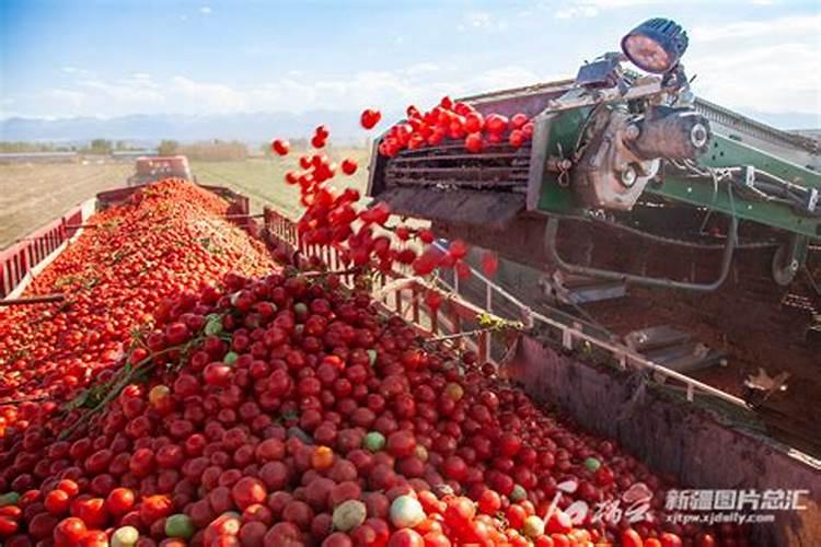 适量硼肥是每亩施多少斤硼肥