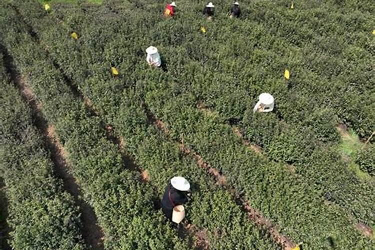 架豆王每亩产多少斤