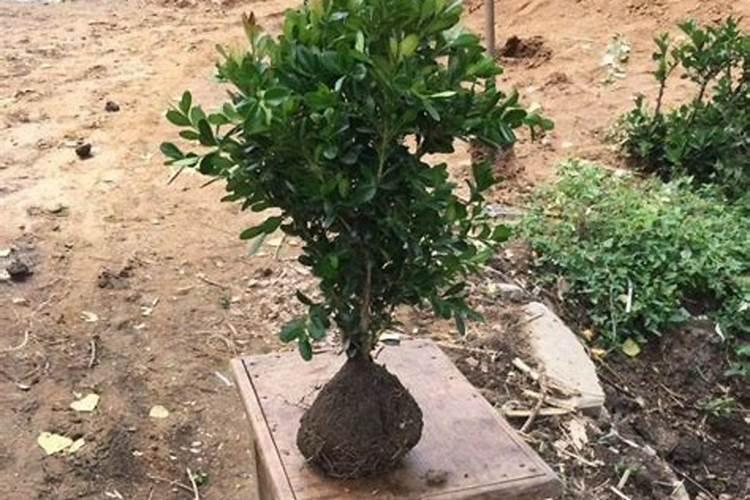 小叶黄杨需要什么肥