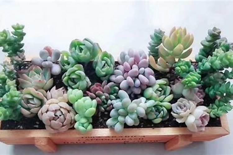 多肉植物需不需要施肥 施肥的方法是什么