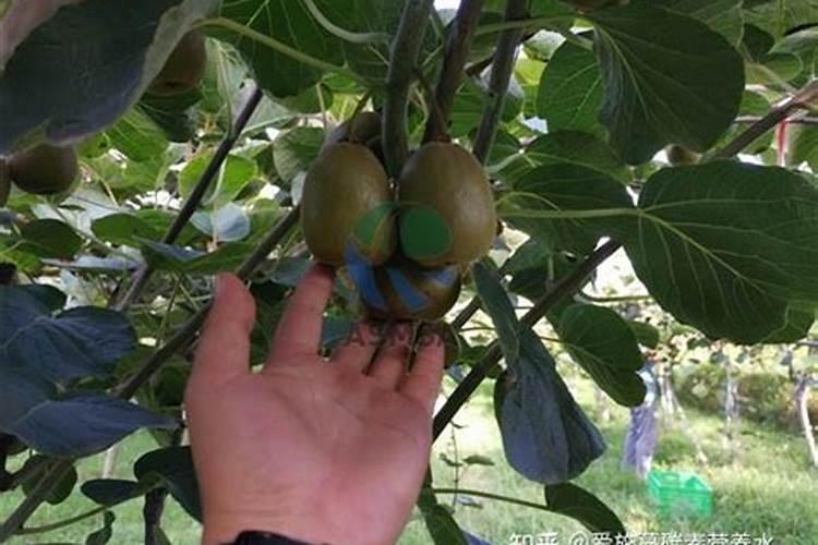 猕猴桃怎么施肥？施猕猴桃水溶肥技术