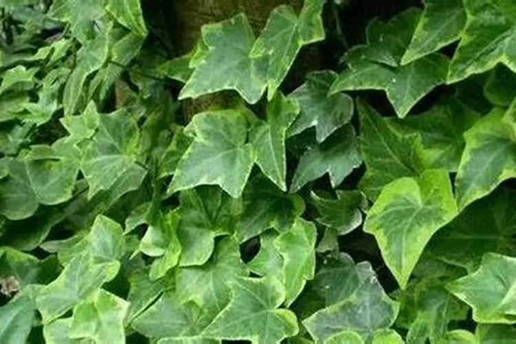 叶面肥可以夜间喷施吗