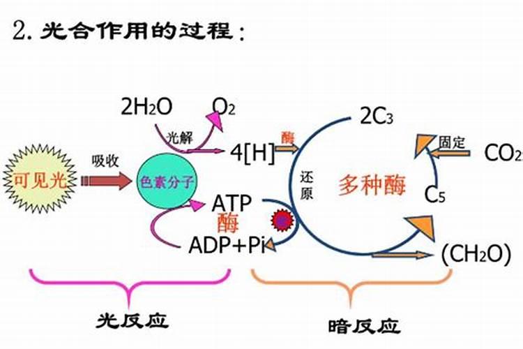 叶面喷施硼肥的最佳时间