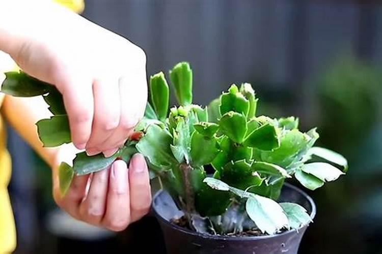 蟹爪兰用叶面肥喷施能行吗