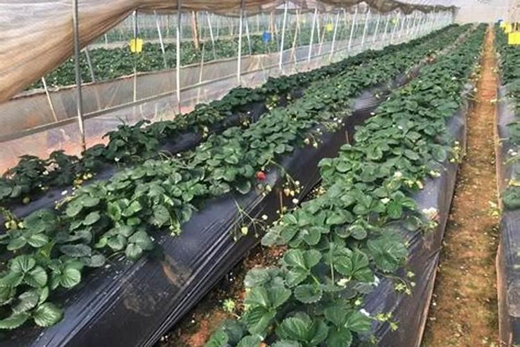 草莓各个时期的施肥方案 草莓施肥时间和方法