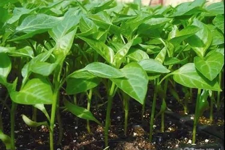 什么是鱼蛋白肥料,鱼蛋白肥料作用及使用方法