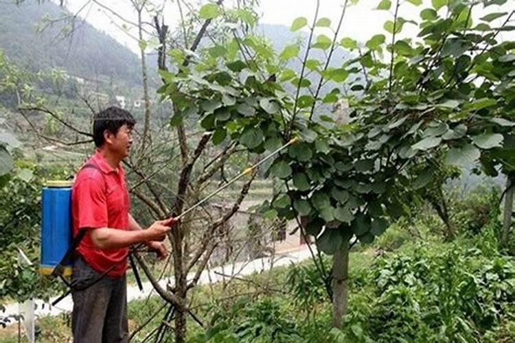 果树什么时期喷施叶面肥,上色增甜膨大用什么肥料好,叶面肥促花保果怎 ...