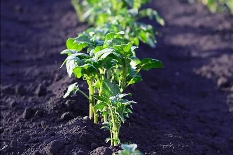 土豆出苗后多久施肥