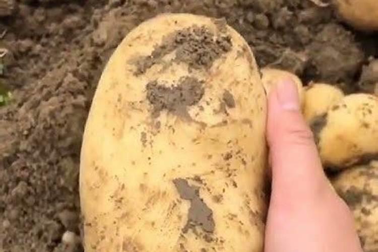 土豆出苗后施什么肥好