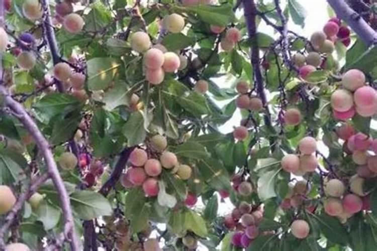 李子怎么施肥长得快？李子施什么肥增甜上传靓果？