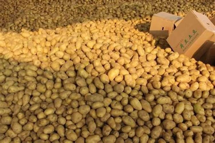 土豆晚疫病用什么药