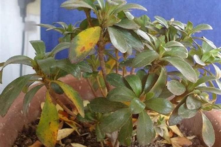 水溶肥可以不兑水用吗 水溶肥料兑水比例是多少