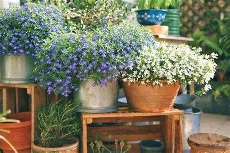 杜鹃花多久浇一次水